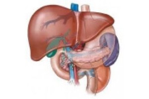 Liver, Kidney